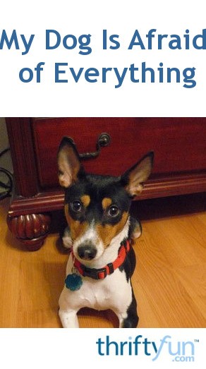 Keeping Your Pet Calm During Thunderstorms | ThriftyFun