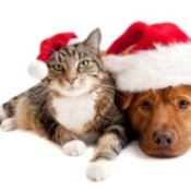 Dog and Cat in Santa Hats