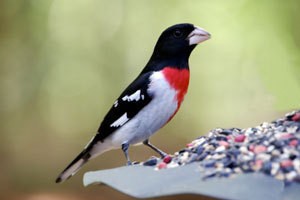 A bird on a bird feeder