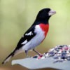A bird on a bird feeder