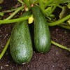 Growing Zucchini Squash