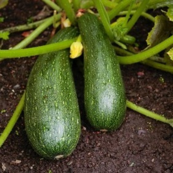 Growing Zucchini Squash | ThriftyFun