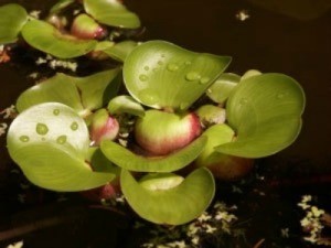 Indoor Water Gardens