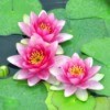 Indoor Water Garden - Pink Water Lillies