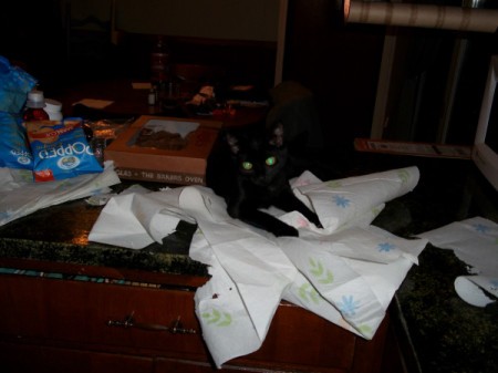 Bindi, a black cat tearing up paper towels.