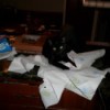 Bindi, a black cat tearing up paper towels.
