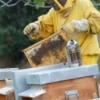 Honey Producing Beehive