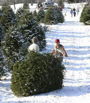 Buying A Christmas Tree