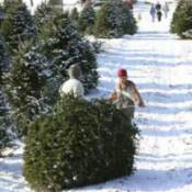 Buying A Christmas Tree