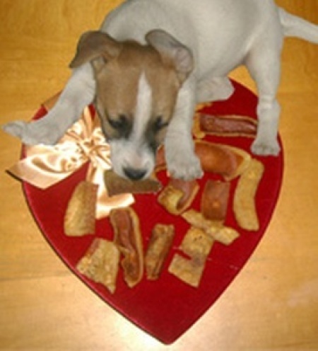 Puppy with pig ear chews.