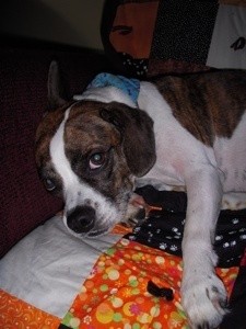 Dog on quilt.