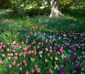 Naturalized Bulbs