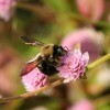 Carpenter bee on a flower.