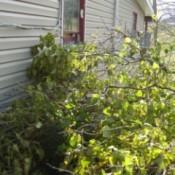 downed tree and siding damage