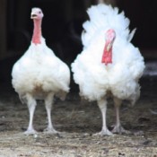 Turkeys for Thanksgiving