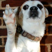 Dog giving high 5.