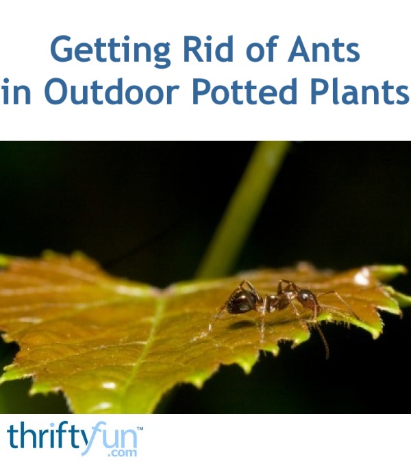 Getting Rid Of Ants In Outdoor Potted Plants Thriftyfun