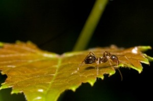 Ant on a leaf.