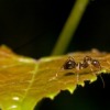 Ant on a leaf.