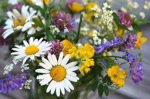 A bouquet of wildflowers