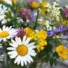 A bouquet of wildflowers