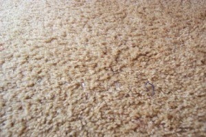 Removing Odors from Carpets