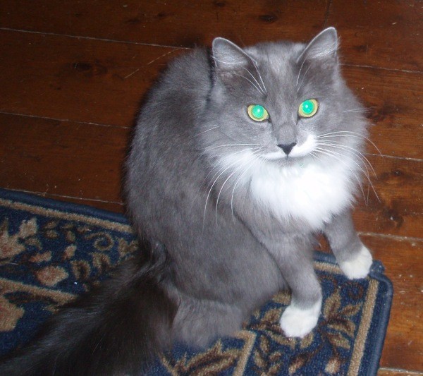 Fuzzy (Long Hair Domestic Cat) | ThriftyFun
