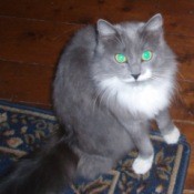 Gray and white long hair cat.