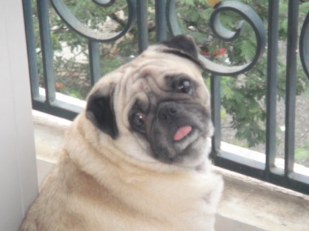 Pug looking backward at camera.