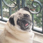 Pug looking backward at camera.