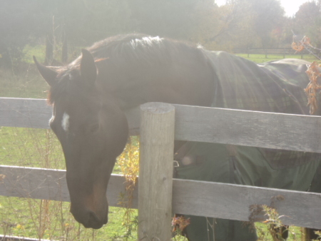 Horse at fence.