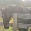 Horse at fence.