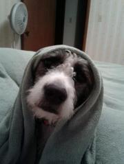 Dog with blanket on his head.