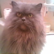 Opus, a Persian cat.