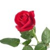 Photo of a red rose.