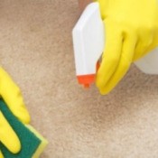 Cleaning mildew from carpet.