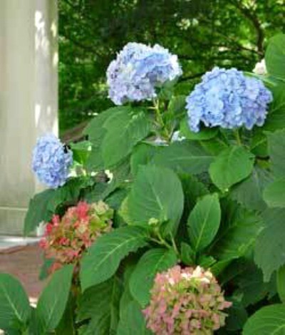 Blue Hydrangea