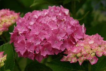 Pink Hydrangea