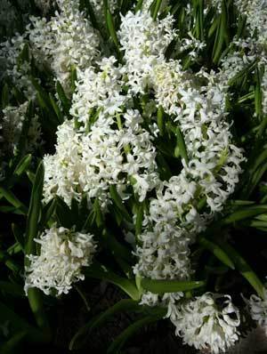 White hyacinth