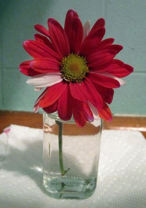 Gerbera daisy in vase.