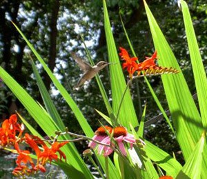 Flowers to attract hummingbirds