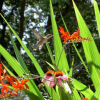 Flowers to attract hummingbirds