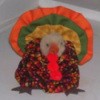 Fall fabric yo yo turkey table decoration.