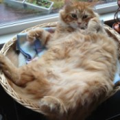 Karma lying on back waiting for more tummy rubs.