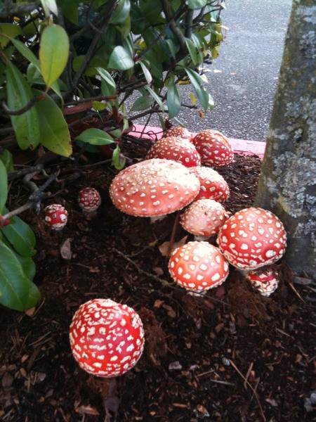 red topped mushrooms