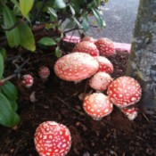 red topped mushrooms