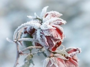 Frozen Rose