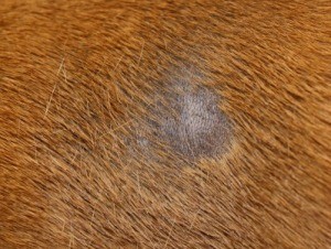 Dog's Yeast Infection