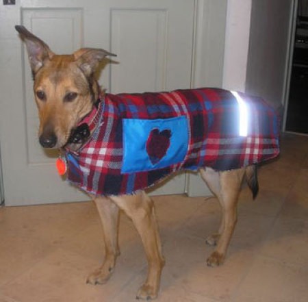 Dog wearing coat.