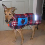 Dog wearing coat.